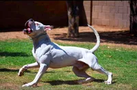 Knox x max puppies, a male American Bulldog for sale in Temecula, CA – Photo 1 of 6