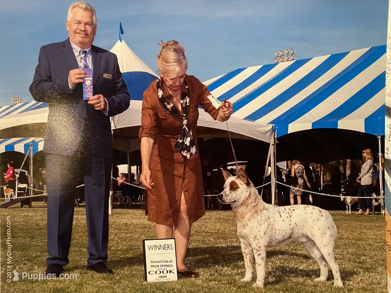 Red Female – Australian Cattle Dog puppy for sale in Temecula, CA