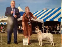 Red Female, a female Australian Cattle Dog for sale in Temecula, CA – 1 of 1