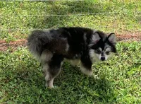 Sagittarius, a male Pomeranian for sale in Malabar, FL – 2 of 3