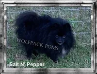 small wolf sable boy, a male Pomeranian for sale in Malabar, FL – 5 of 5