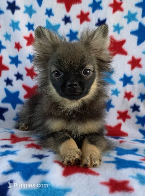 Summer Sale! – Pomeranian puppy for sale in Malabar, FL