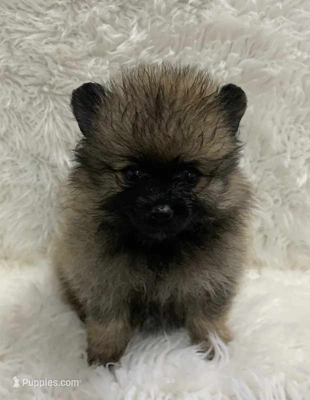 org sbl male – Pomeranian puppy for sale in Malabar, FL