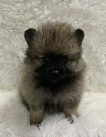 org sbl male, a male Pomeranian for sale in Malabar, FL – 1 of 6