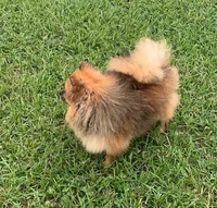 Alexander, a male Pomeranian for sale in Malabar, FL – 3 of 5