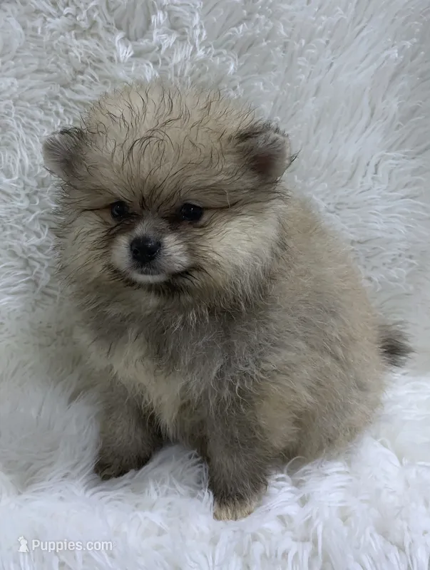 bigger girl – Pomeranian puppy for sale in Malabar, FL