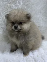 bigger girl, a female Pomeranian for sale in Malabar, FL – 1 of 7