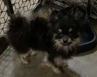 tiny male, a male Pomeranian for sale in Malabar, FL – 3 of 5