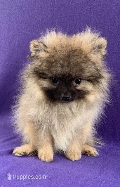 cream sable girl – Pomeranian puppy for sale in Malabar, FL