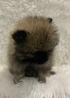 org sbl male, a male Pomeranian for sale in Malabar, FL – 3 of 6