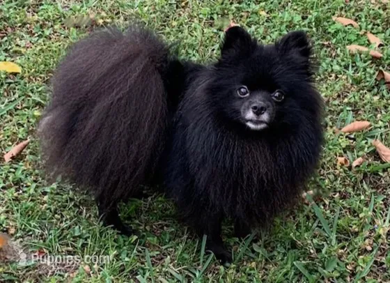 Venus – Pomeranian puppy for sale in Malabar, FL