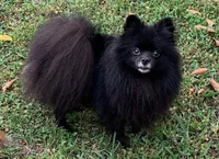Venus, a female Pomeranian for sale in Malabar, FL – 1 of 2