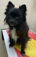 Midnight, a female Pomeranian for sale in Malabar, FL – 1 of 2
