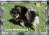 tiny cream sable boy, a male Pomeranian for sale in Malabar, FL – 3 of 3