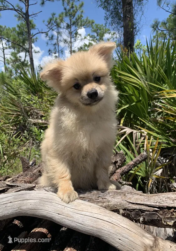 Summer Sale! – Pomeranian puppy for sale in Malabar, FL