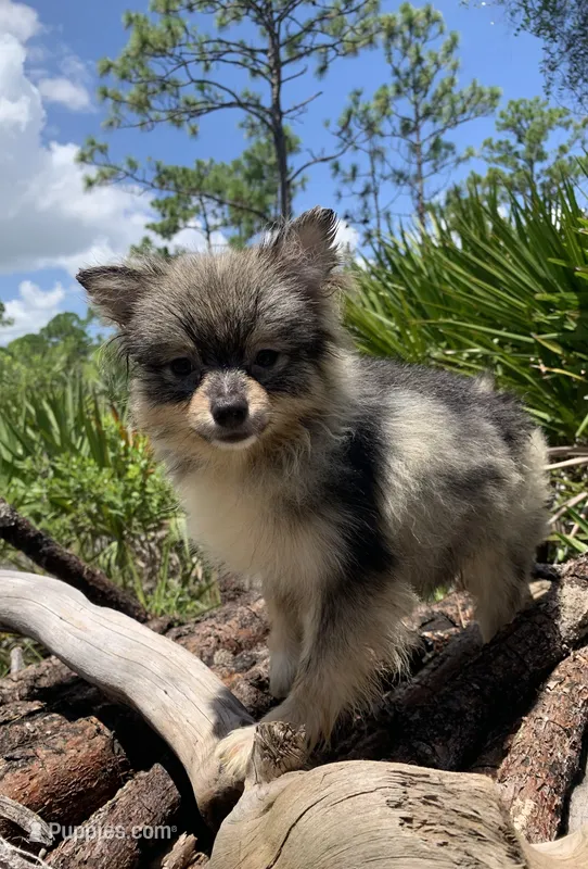 Summer Sale! – Pomeranian puppy for sale in Malabar, FL