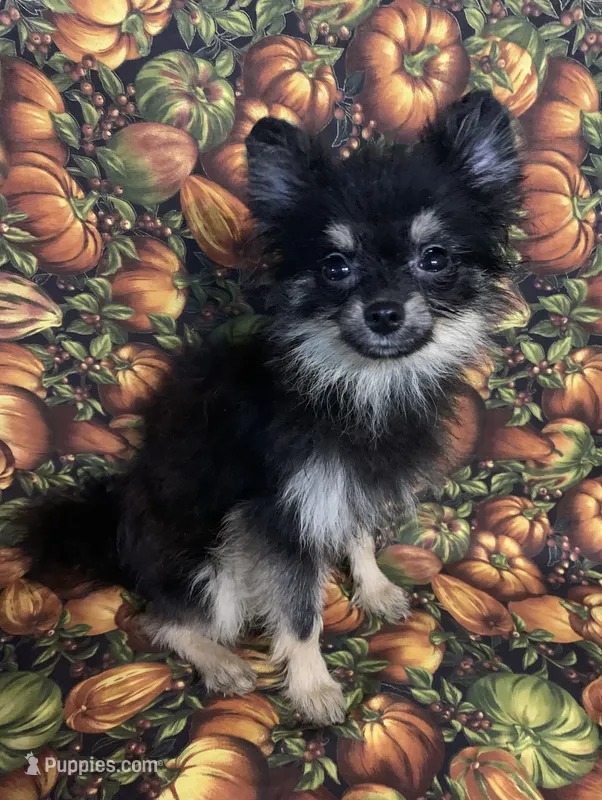 tiny male – Pomeranian puppy for sale in Malabar, FL