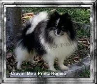 tiny wolf sable male, a male Pomeranian for sale in Malabar, FL – 7 of 7