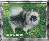 cream sable girl, a female Pomeranian for sale in Malabar, FL – 4 of 5
