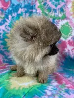 cream sable girl, a female Pomeranian for sale in Malabar, FL – 3 of 5