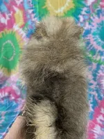 cream sable girl, a female Pomeranian for sale in Malabar, FL – 2 of 5