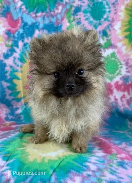 cream sable girl – Pomeranian puppy for sale in Malabar, FL