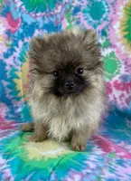 cream sable girl, a female Pomeranian for sale in Malabar, FL – 1 of 5