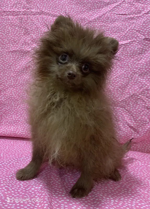 choc female – Pomeranian puppy for sale in Malabar, FL