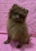 choc female, a female Pomeranian for sale in Malabar, FL – 1 of 3