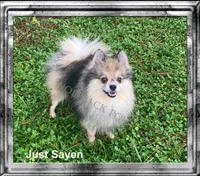 tiny cream sable girl, a female Pomeranian for sale in Malabar, FL – 7 of 7