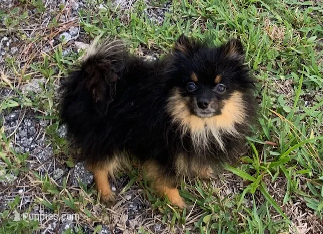 Blackjack – Pomeranian puppy for sale in Malabar, FL