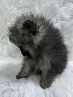 tiny wolf sable male, a male Pomeranian for sale in Malabar, FL – 4 of 7