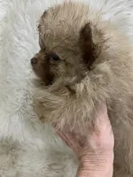 choc sable female, a female Pomeranian for sale in Malabar, FL – 4 of 7