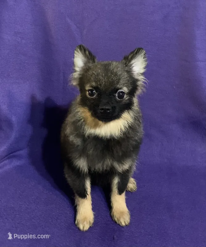 Summer Sale! – Pomeranian puppy for sale in Malabar, FL