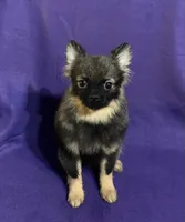 Summer Sale!, a male Pomeranian for sale in Malabar, FL – 1 of 1