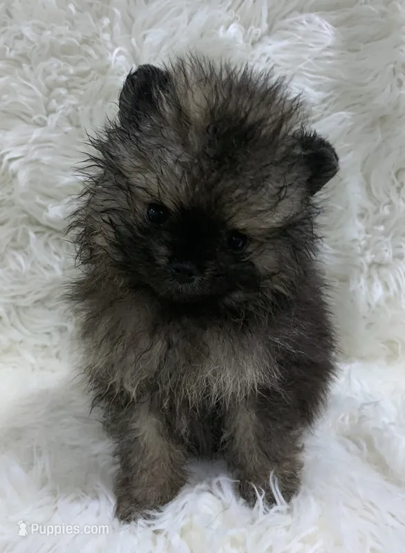 tiny wolf sable male – Pomeranian puppy for sale in Malabar, FL
