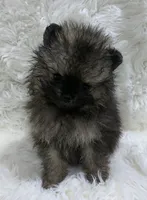tiny wolf sable male, a male Pomeranian for sale in Malabar, FL – 1 of 7