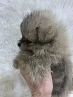 tiny cream sable girl, a female Pomeranian for sale in Malabar, FL – 4 of 7