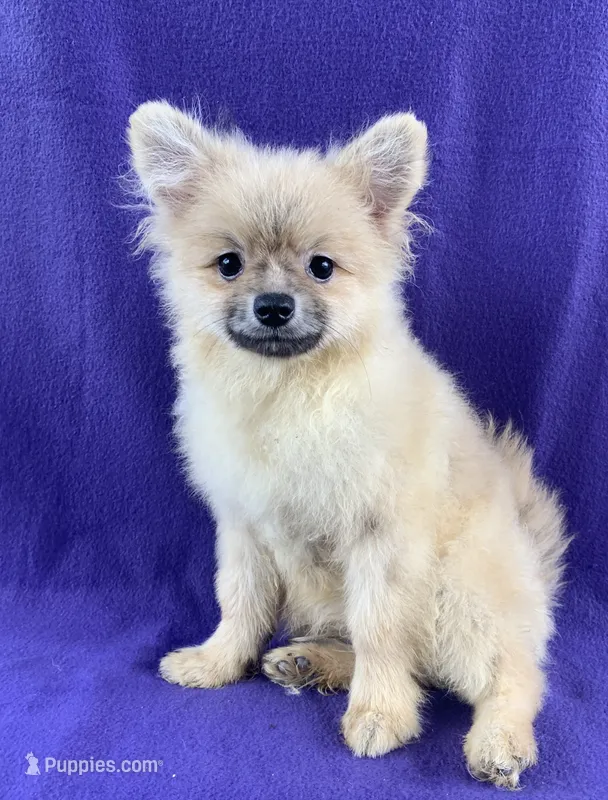 Summer Sale! – Pomeranian puppy for sale in Malabar, FL