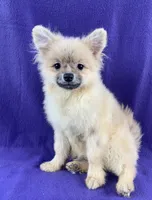 Summer Sale!, a male Pomeranian for sale in Malabar, FL – 1 of 1