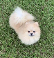 cream sable female, a female Pomeranian for sale in Malabar, FL – 3 of 4