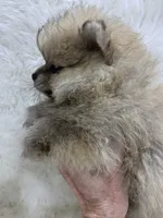 bigger girl, a female Pomeranian for sale in Malabar, FL – 4 of 7