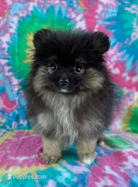 small blk & silver girl – Pomeranian puppy for sale in Malabar, FL