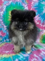 small blk & silver girl, a female Pomeranian for sale in Malabar, FL – 1 of 5