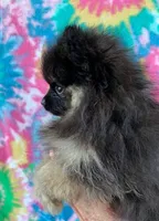 small blk & silver girl, a female Pomeranian for sale in Malabar, FL – 3 of 5