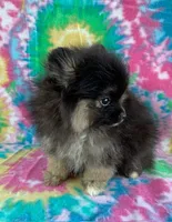 small blk & silver girl, a female Pomeranian for sale in Malabar, FL – 2 of 5