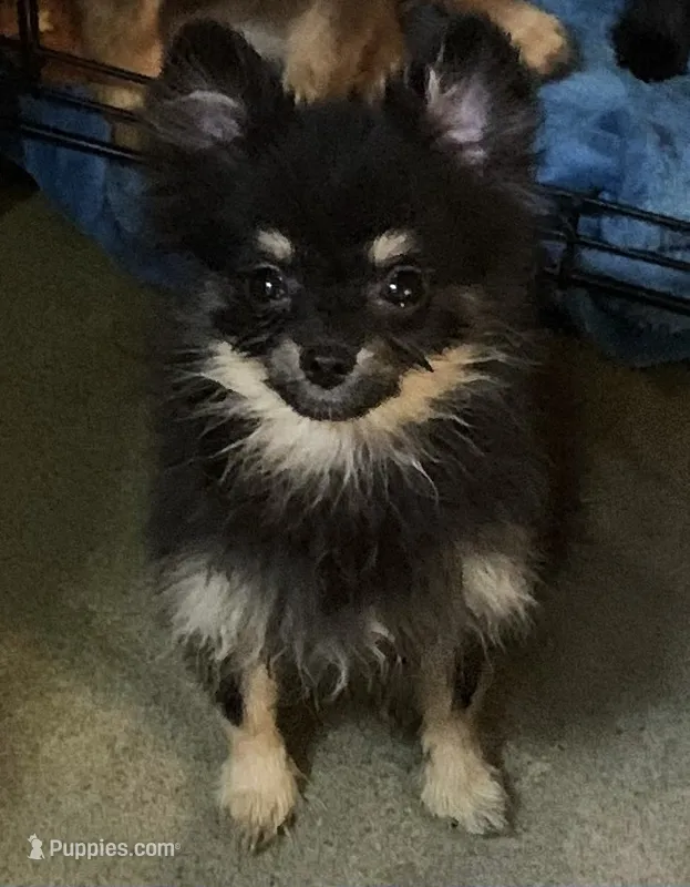 small male – Pomeranian puppy for sale in Malabar, FL