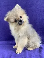 cream sable boy, a male Pomeranian for sale in Malabar, FL – 1 of 3