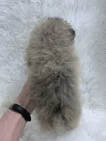 tiny cream sable girl, a female Pomeranian for sale in Malabar, FL – 5 of 7