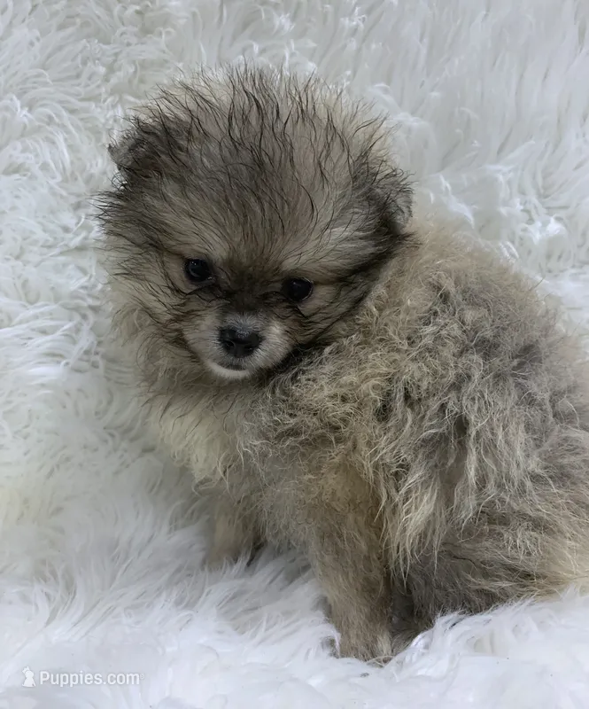 tiny cream sable girl – Pomeranian puppy for sale in Malabar, FL